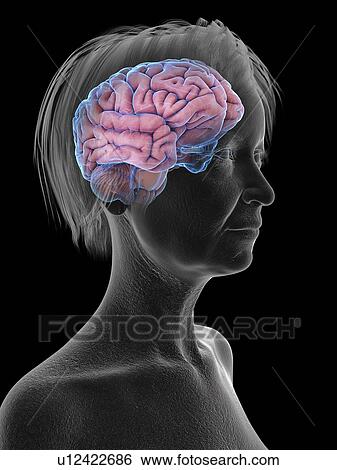 Stock Photograph - Illustration of an old woman's brain.. Fotosearch
