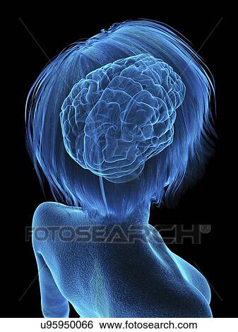 Stock Photograph - Illustration of an old woman's brain.. Fotosearch