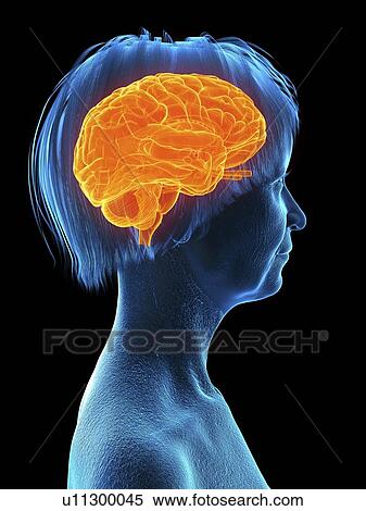 Stock Photography - Illustration of an old woman's brain.. Fotosearch