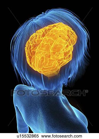 Stock Photography - Illustration of an old woman's brain.. Fotosearch