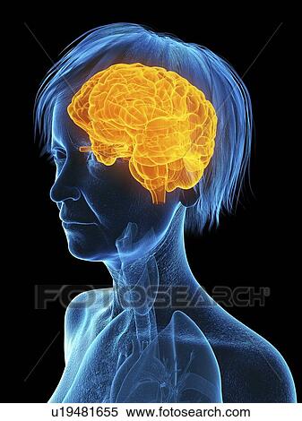Stock Photography - Illustration of an old woman's brain.. Fotosearch