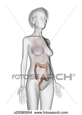 Picture - Illustration of an old woman's colon.. Fotosearch
