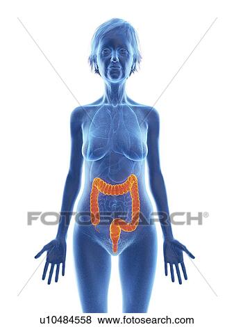 Illustration of an old woman's colon. View Large Photo Image Stock Photo - Illustration of an old woman's colon.. Fotosearch