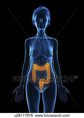 Illustration of an old woman's colon. View Large Photo Image Stock Photo - Illustration of an old woman's colon.. Fotosearch