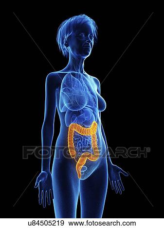 Stock Photo - Illustration of an old woman's colon.. Fotosearch