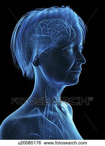 Stock Photograph - Illustration of an old woman's head and neck.. Fotosearch