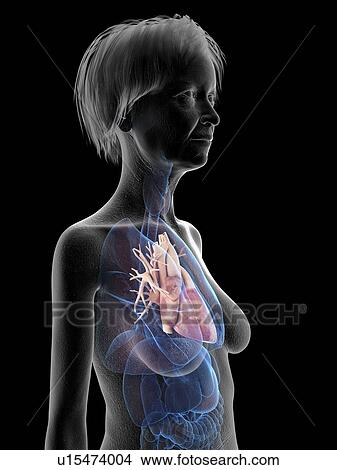 Illustration of an old woman's heart. View Large Photo Image Picture - Illustration of an old woman's heart.. Fotosearch