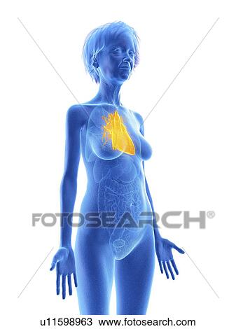 Stock Image - Illustration of an old woman's heart.. Fotosearch