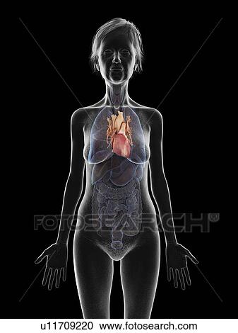 Stock Image - Illustration of an old woman's heart.. Fotosearch