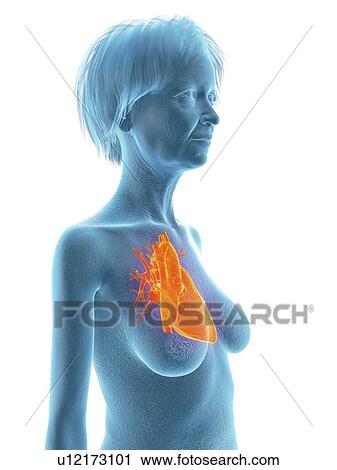 Illustration of an old woman's heart. View Large Photo Image Stock Image - Illustration of an old woman's heart.. Fotosearch