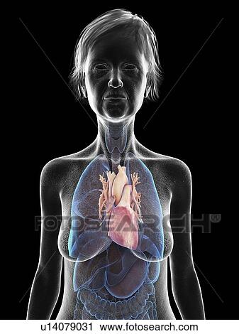 Stock Image - Illustration of an old woman's heart.. Fotosearch