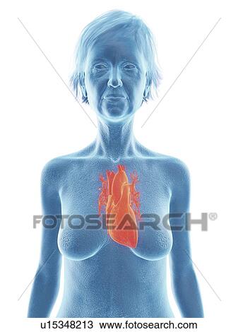 Stock Image - Illustration of an old woman's heart.. Fotosearch