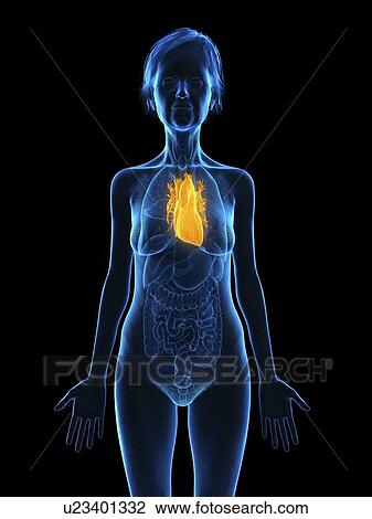 Stock Image - Illustration of an old woman's heart.. Fotosearch