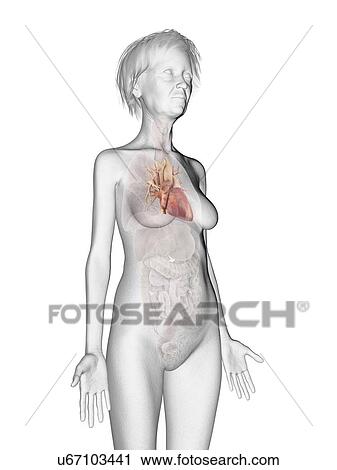 Stock Image - Illustration of an old woman's heart.. Fotosearch