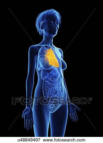 Stock Photo - Illustration of an old woman's heart.. Fotosearch
