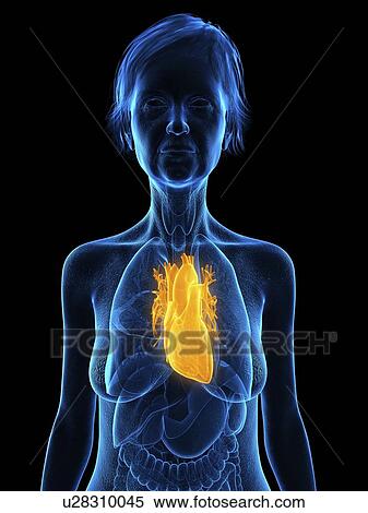 Stock Photography - Illustration of an old woman's heart.. Fotosearch