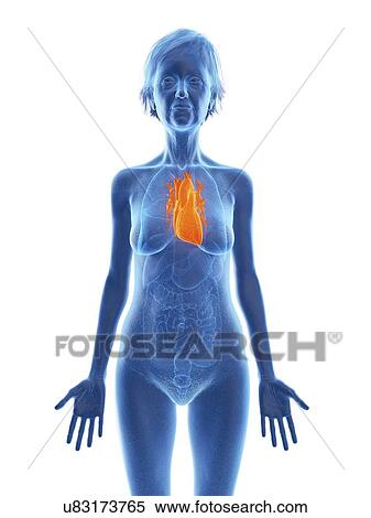 Stock Photography - Illustration of an old woman's heart.. Fotosearch