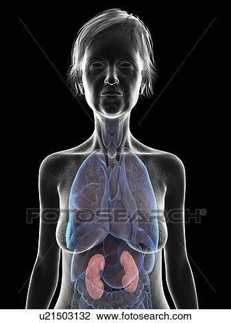 Illustration of an old woman's kidney. View Large Photo Image Stock Image - Illustration of an old woman's kidney.. Fotosearch