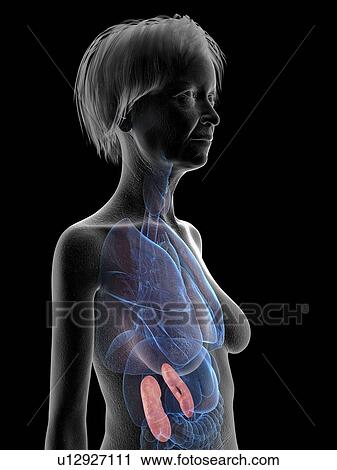 Stock Image - Illustration of an old woman's kidneys.. Fotosearch