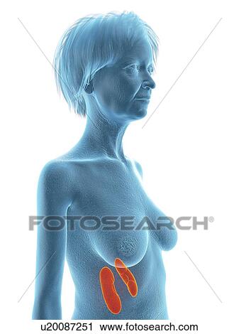Illustration of an old woman's kidneys. View Large Photo Image Stock Image - Illustration of an old woman's kidneys.. Fotosearch