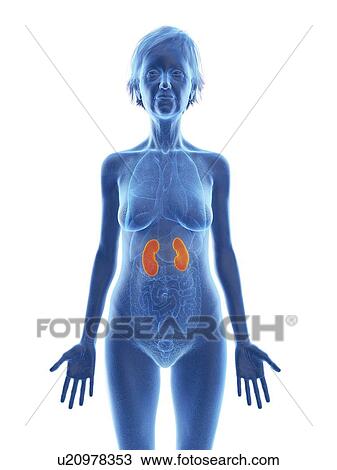 Illustration of an old woman's kidneys. View Large Photo Image Stock Image - Illustration of an old woman's kidneys.. Fotosearch