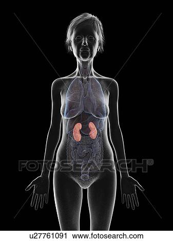 Stock Image - Illustration of an old woman's kidneys.. Fotosearch