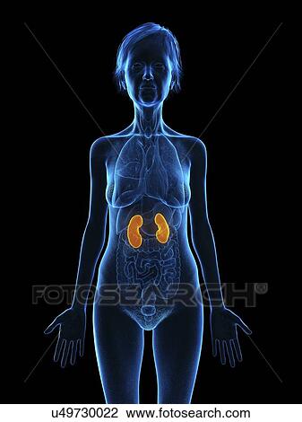 Stock Image - Illustration of an old woman's kidneys.. Fotosearch