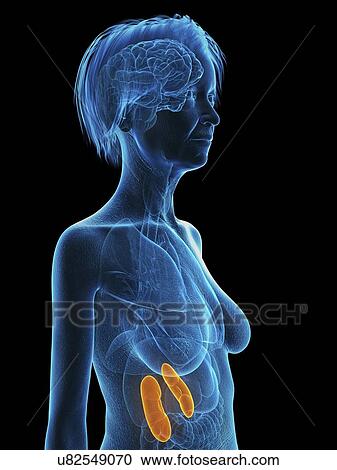 Illustration of an old woman's kidneys. View Large Photo Image Stock Image - Illustration of an old woman's kidneys.. Fotosearch