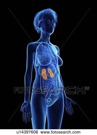 Illustration of an old woman's kidneys. View Large Photo Image Stock Photo - Illustration of an old woman's kidneys.. Fotosearch