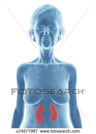 Stock Photo - Illustration of an old woman's kidneys.. Fotosearch