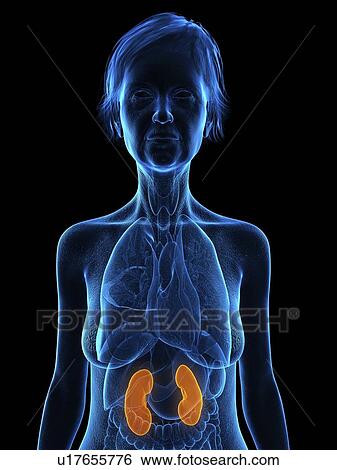 Stock Photograph - Illustration of an old woman's kidneys.. Fotosearch