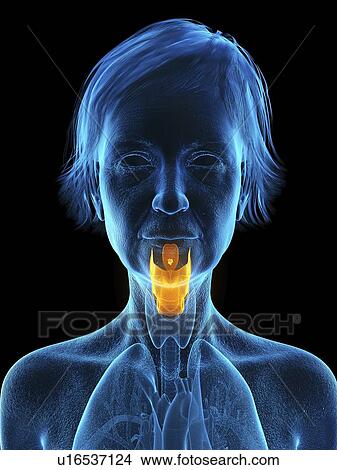 Picture - Illustration of an old woman's larynx.. Fotosearch