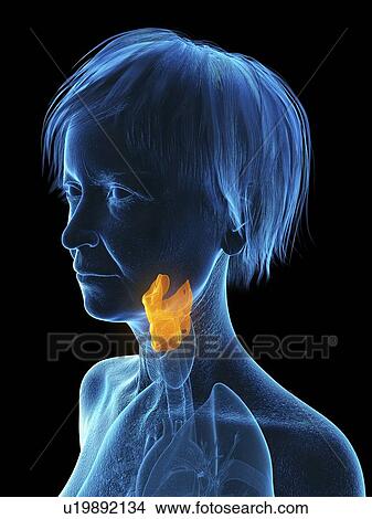 Illustration of an old woman's larynx. View Large Photo Image Picture - Illustration of an old woman's larynx.. Fotosearch