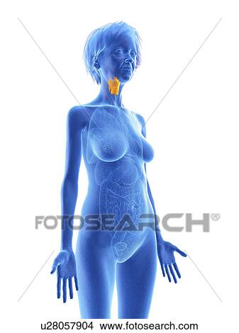 Illustration of an old woman's larynx. View Large Photo Image Picture - Illustration of an old woman's larynx.. Fotosearch