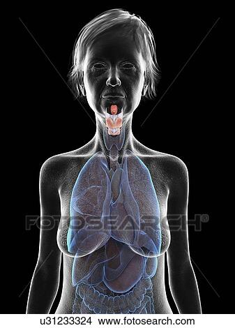 Picture - Illustration of an old woman's larynx.. Fotosearch