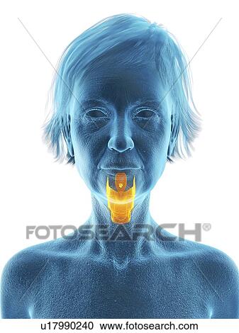 Stock Image - Illustration of an old woman's larynx.. Fotosearch