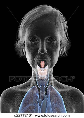 Illustration of an old woman's larynx. View Large Photo Image Stock Image - Illustration of an old woman's larynx.. Fotosearch