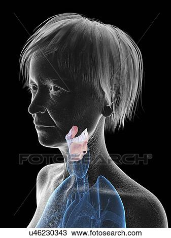 Stock Image - Illustration of an old woman's larynx.. Fotosearch