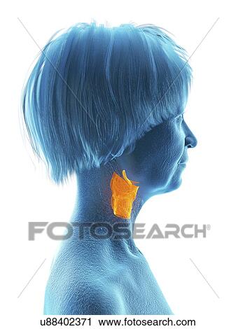 Stock Image - Illustration of an old woman's larynx.. Fotosearch