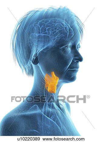 Stock Photo - Illustration of an old woman's larynx.. Fotosearch