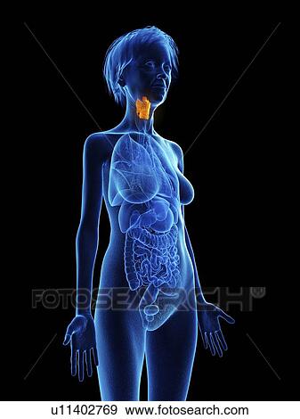 Stock Photo - Illustration of an old woman's larynx.. Fotosearch