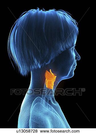 Stock Photo - Illustration of an old woman's larynx.. Fotosearch