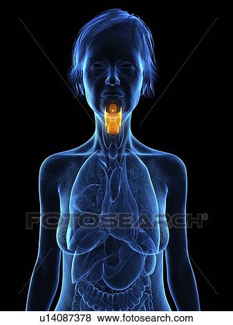 Stock Photo - Illustration of an old woman's larynx.. Fotosearch