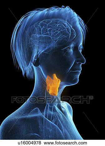 Stock Photo - Illustration of an old woman's larynx.. Fotosearch