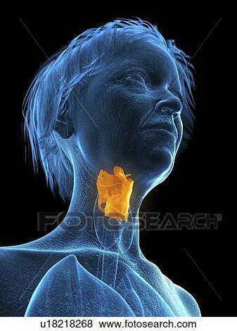 Stock Photo - Illustration of an old woman's larynx.. Fotosearch