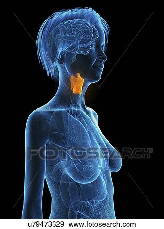 Illustration of an old woman's larynx. View Large Photo Image Stock Photo - Illustration of an old woman's larynx.. Fotosearch
