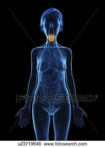 Stock Photograph - Illustration of an old woman's larynx.. Fotosearch