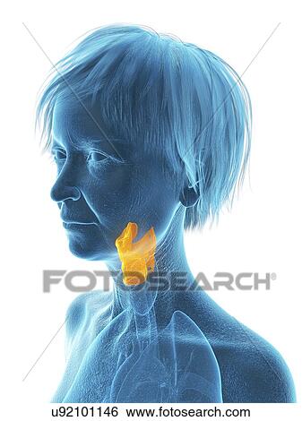 Illustration of an old woman's larynx. View Large Photo Image Stock Photograph - Illustration of an old woman's larynx.. Fotosearch