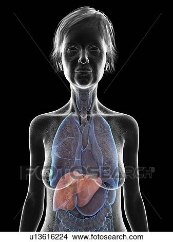 Picture - Illustration of an old woman's liver.. Fotosearch
