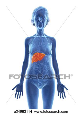 Picture - Illustration of an old woman's liver.. Fotosearch